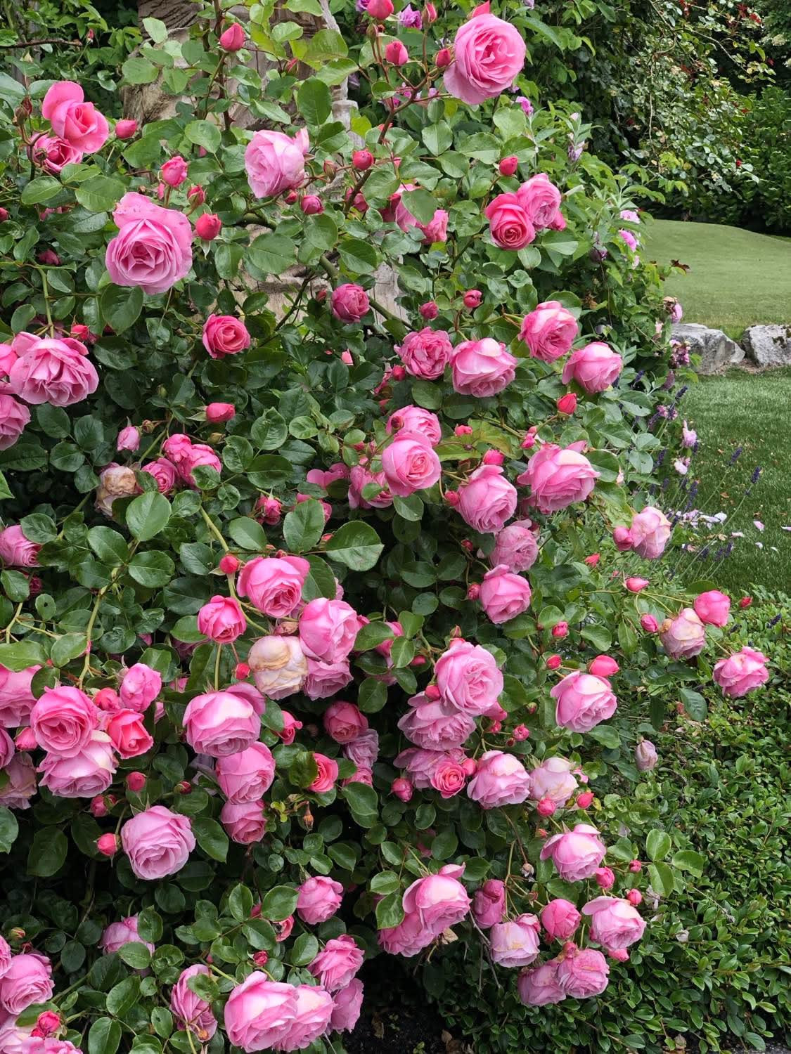 William P.J. McCarthy image 0