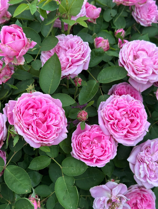 Imperatrice Elisabeth d’Autriche  image 0