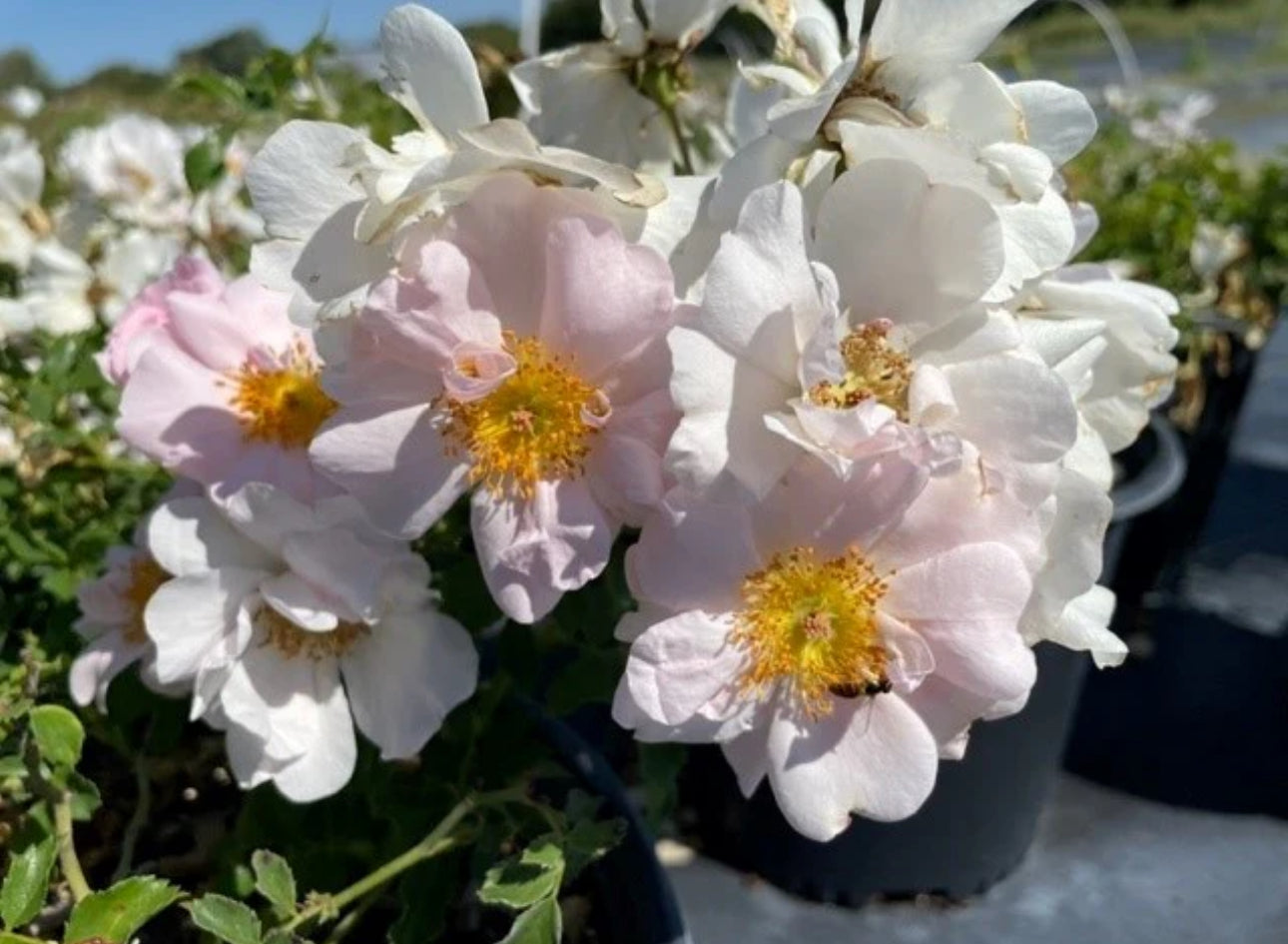 Butterfly Bliss image 0