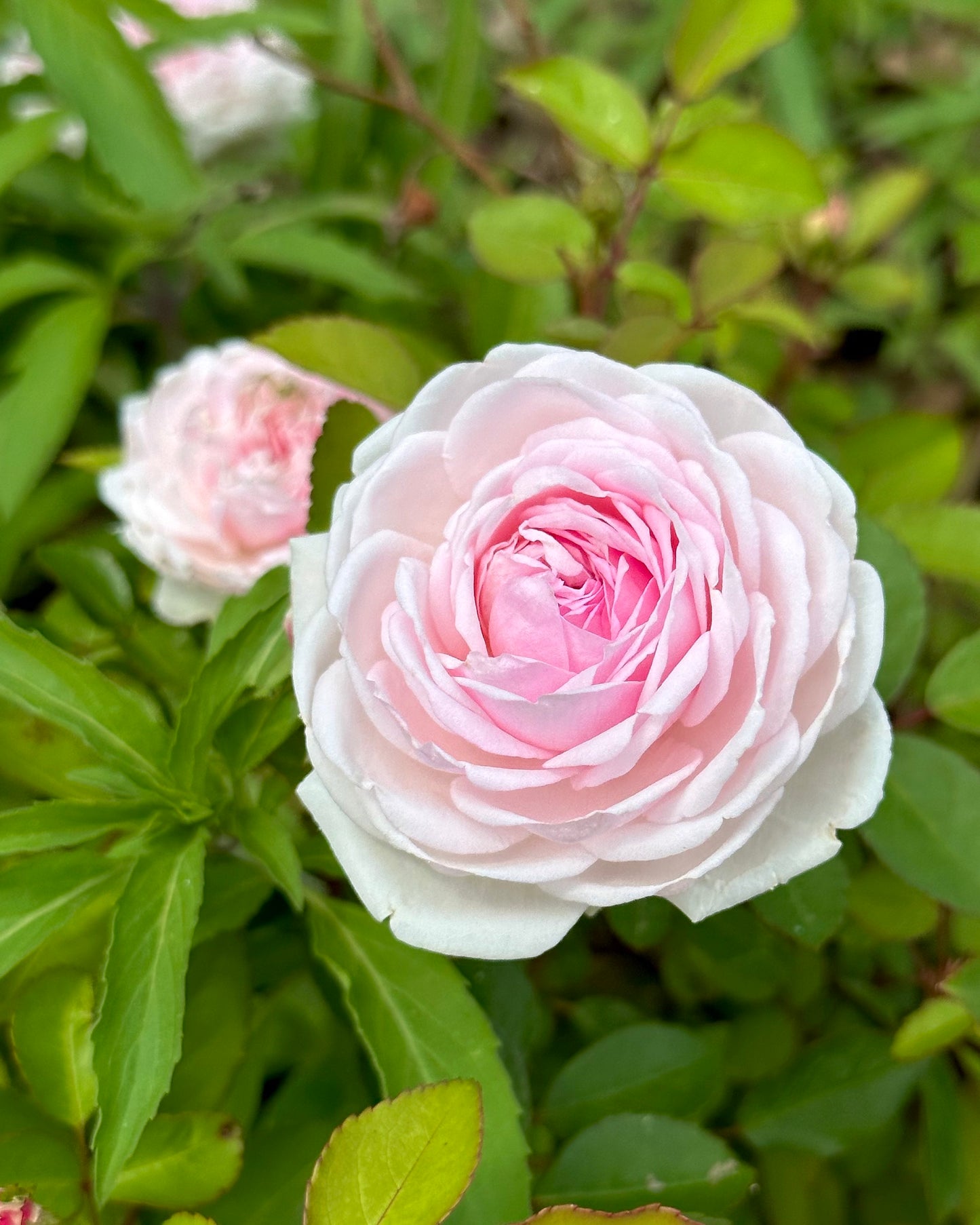 Clotilde Soupert image 0