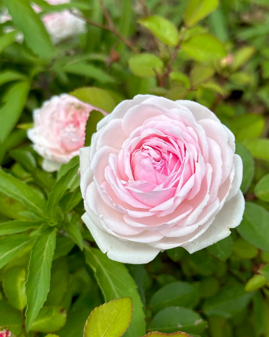 Clotilde Soupert image 0