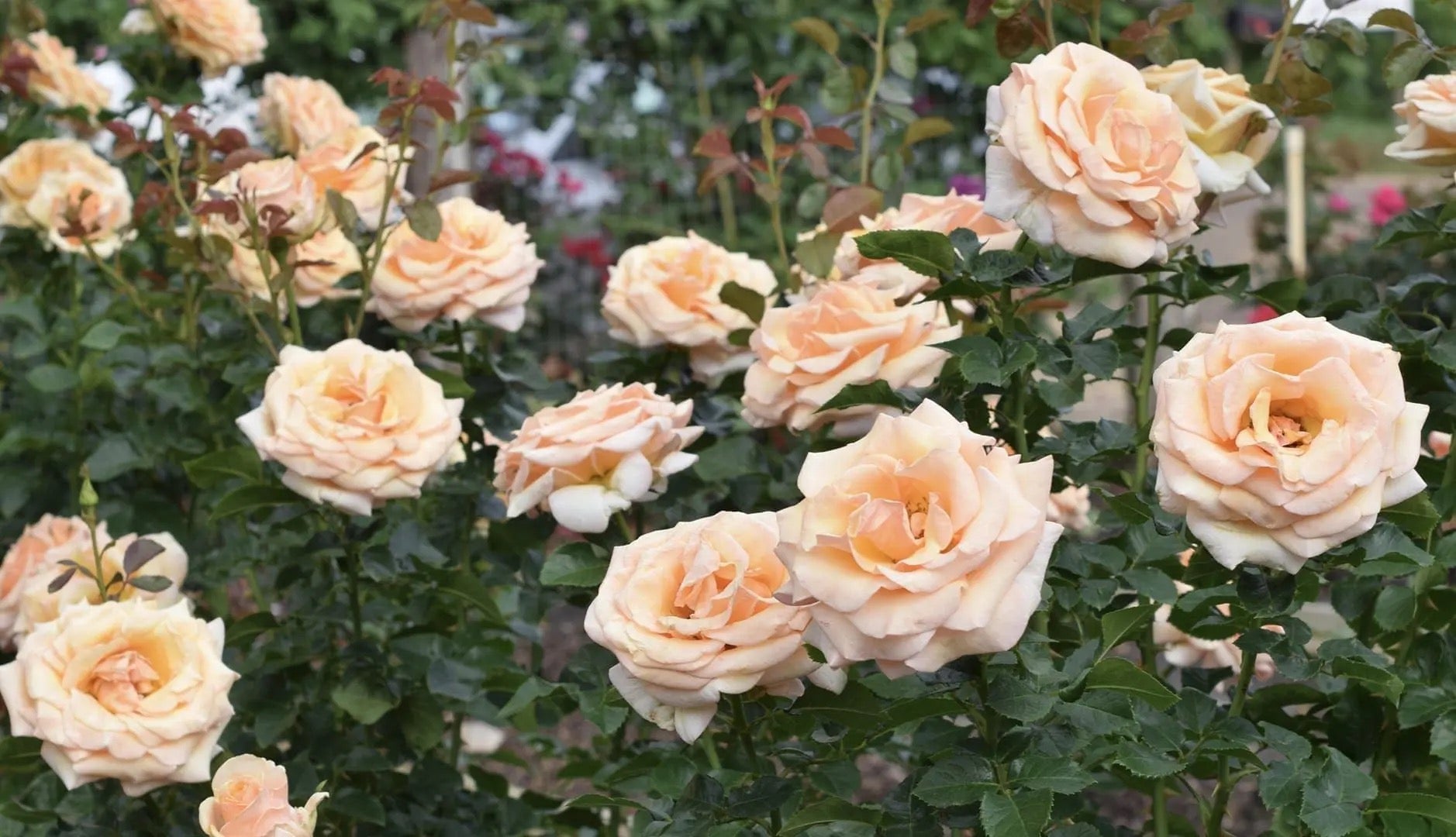 Beautiful Day image 0