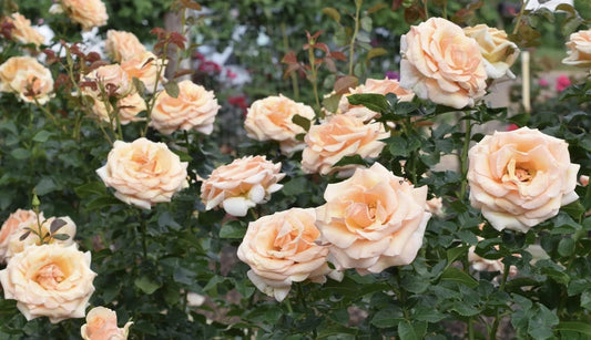 Beautiful Day image 0