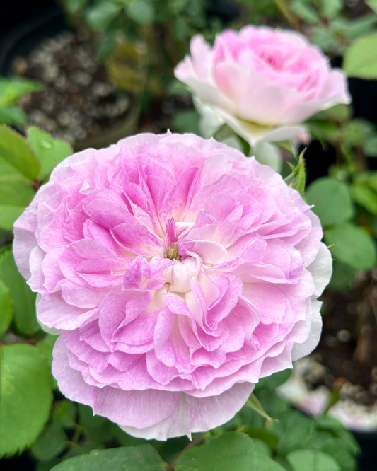 Blue Moonstone image 0