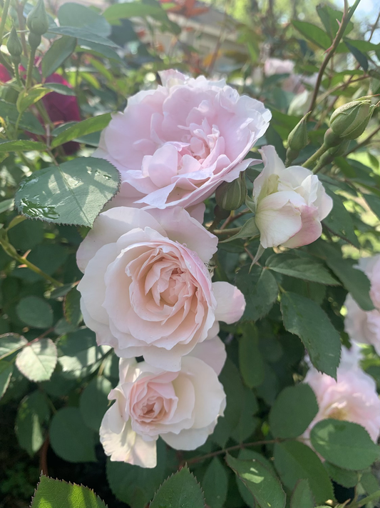 Morden Blush image 0