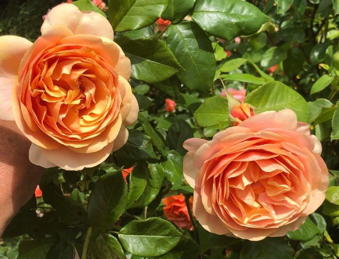 Apricot Fantasy image 0