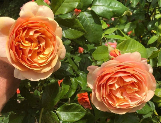 Apricot Fantasy image 0