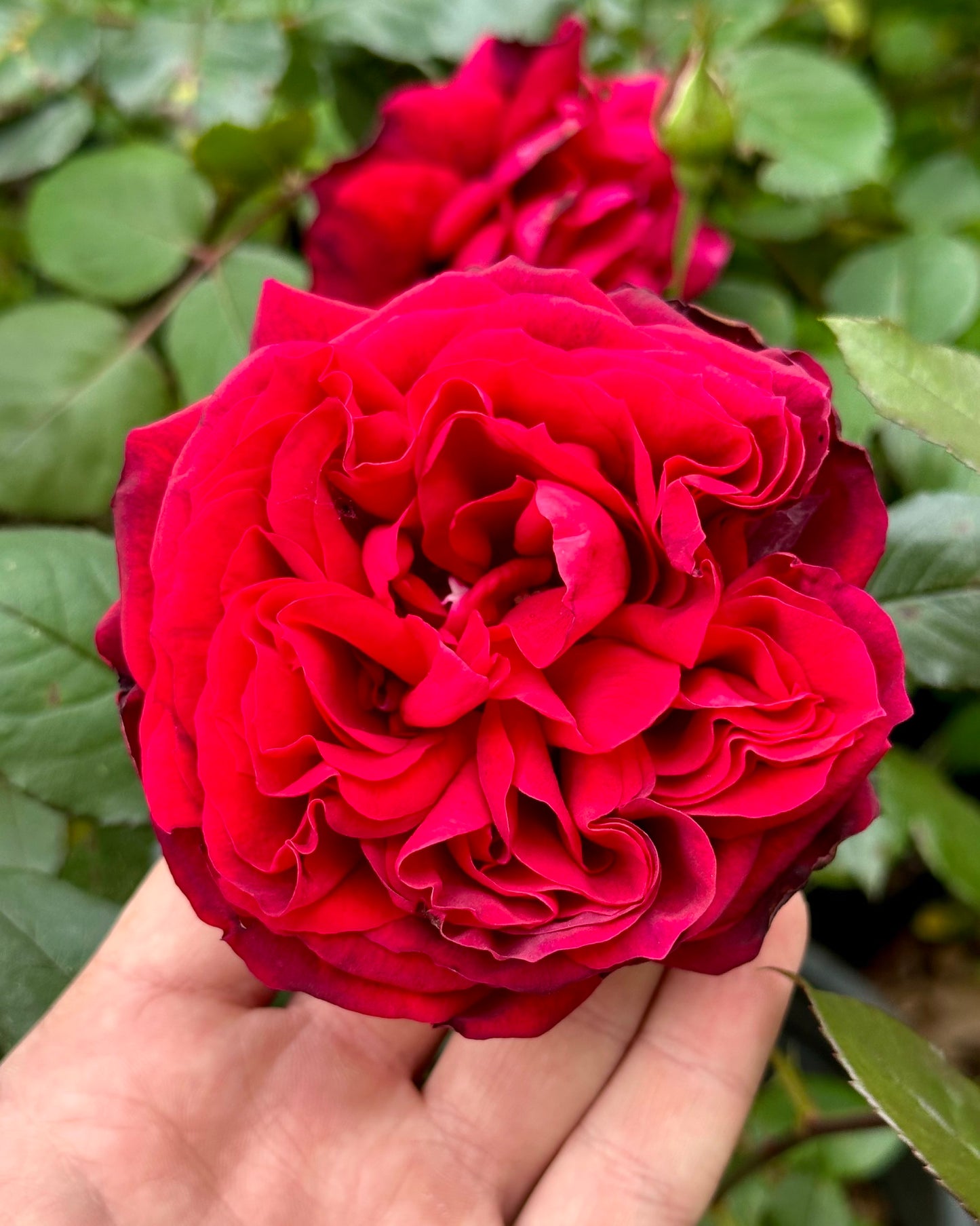 Michiel de Ruyter (TAN08996) image 1