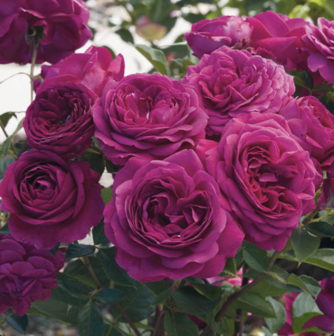 Celestial Night image 1