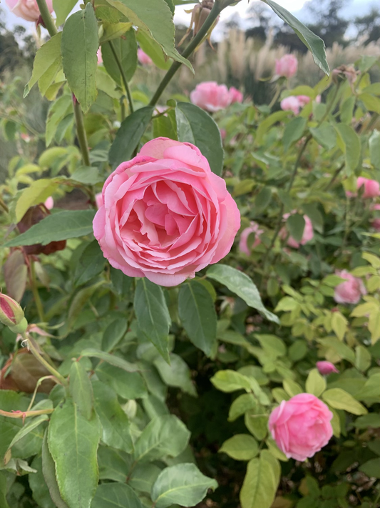 Duchesse de Brabant image 0