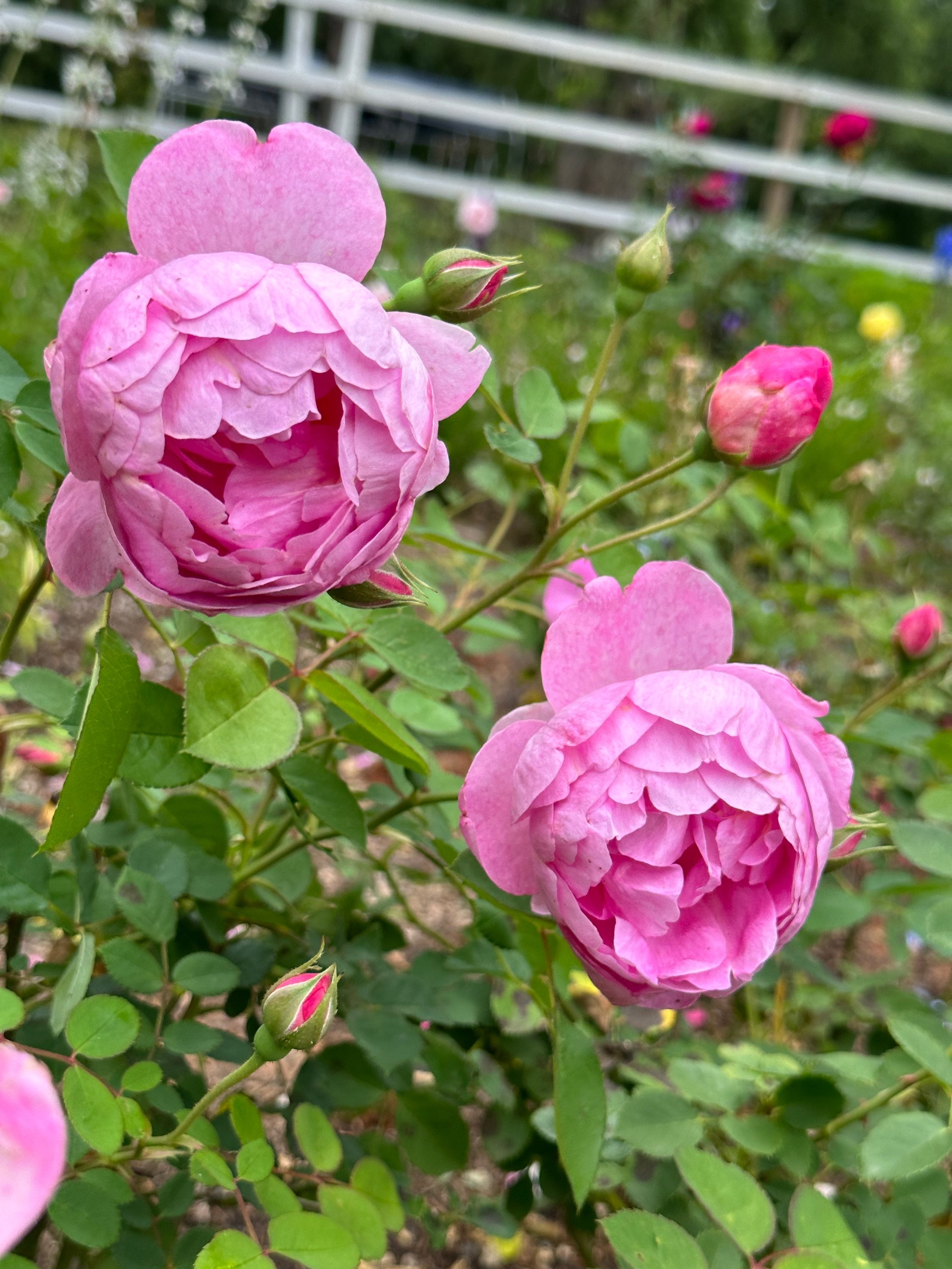 AUSpaddle – One Love Rose and Gardens