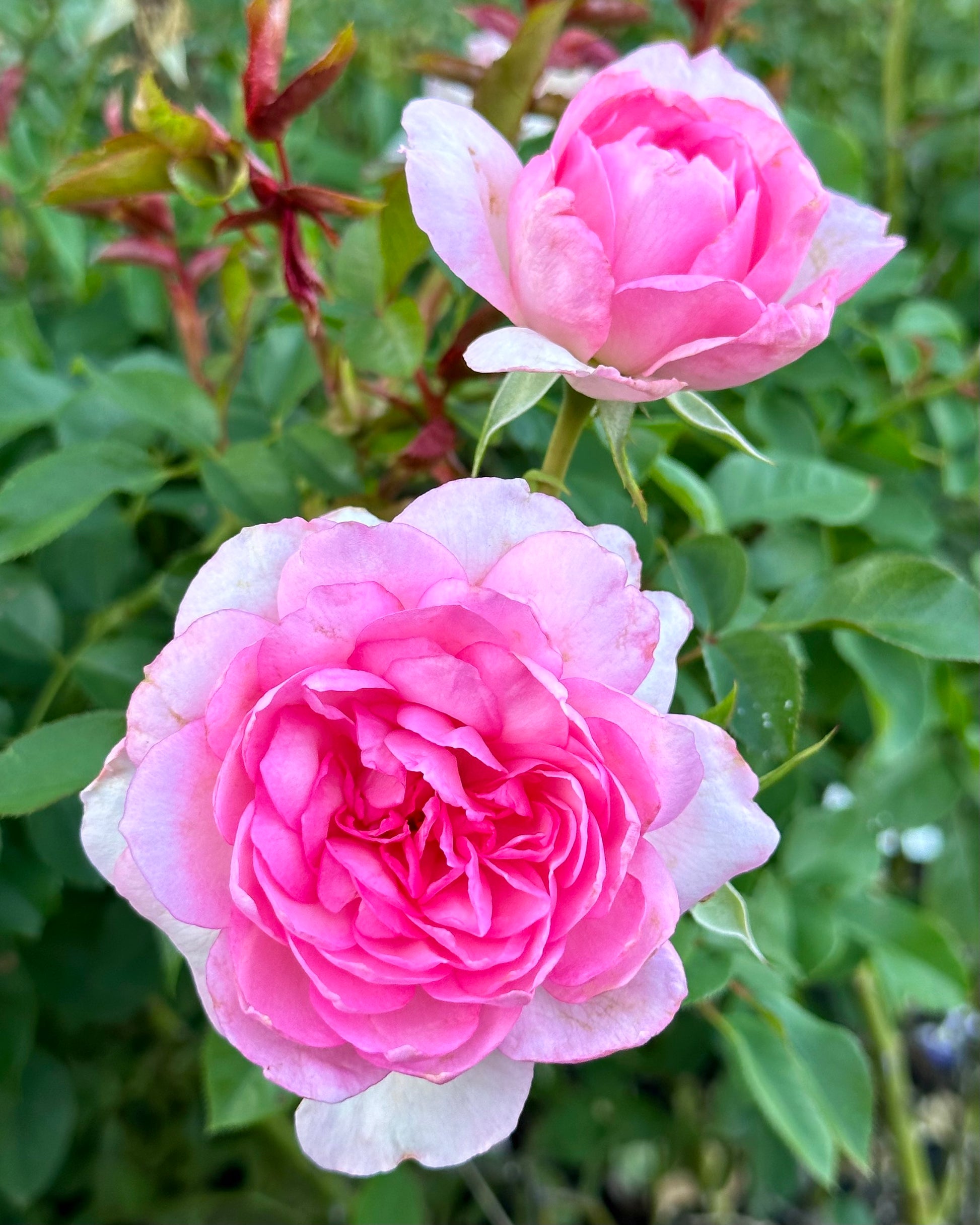 Coppelia (SAUban) image 4