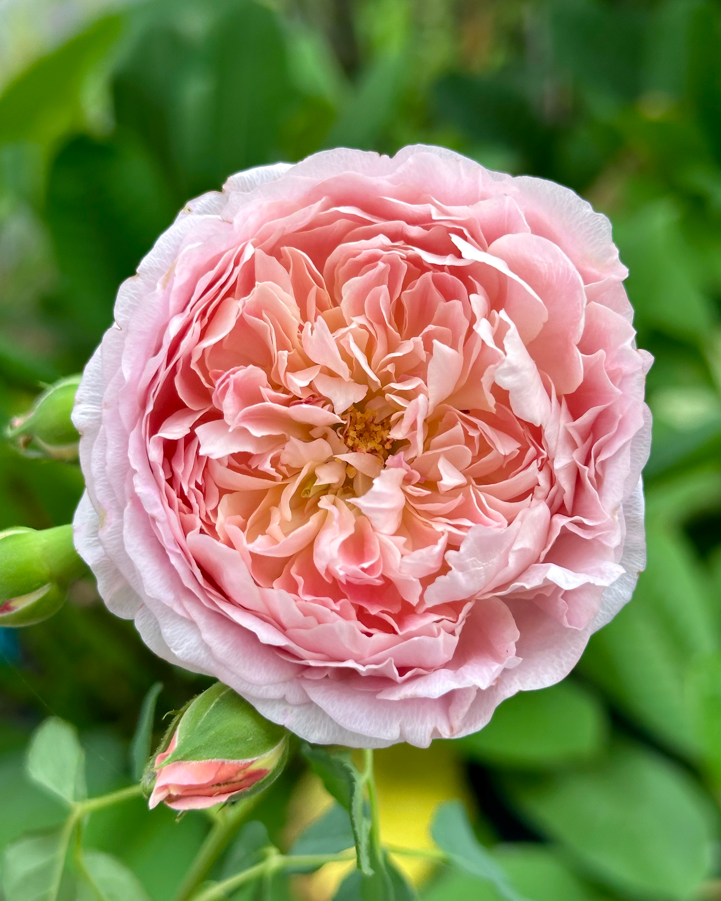 Robe a la Francaise image 0