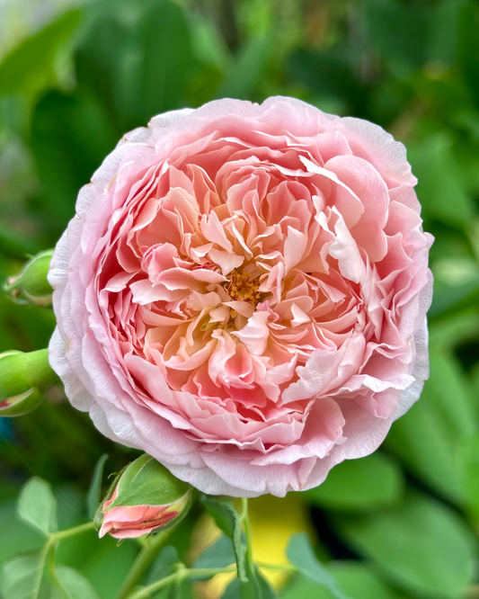 Robe a la Francaise image 0