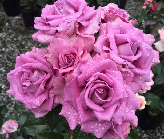 Perfumed Kiss image 0