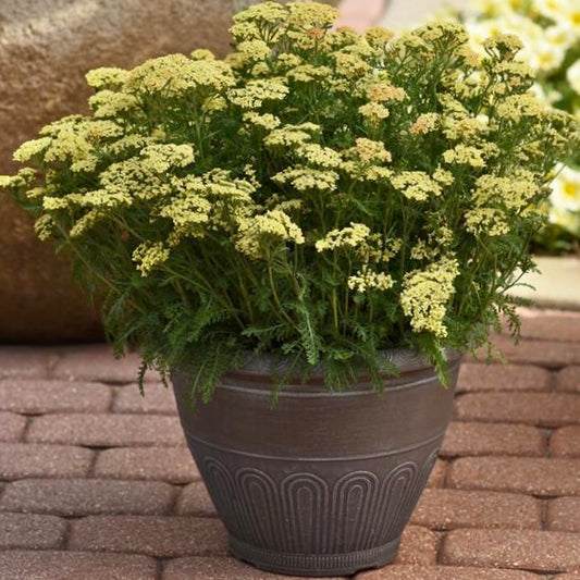 Achillea m.  Milly Rock™ Yellow image 0