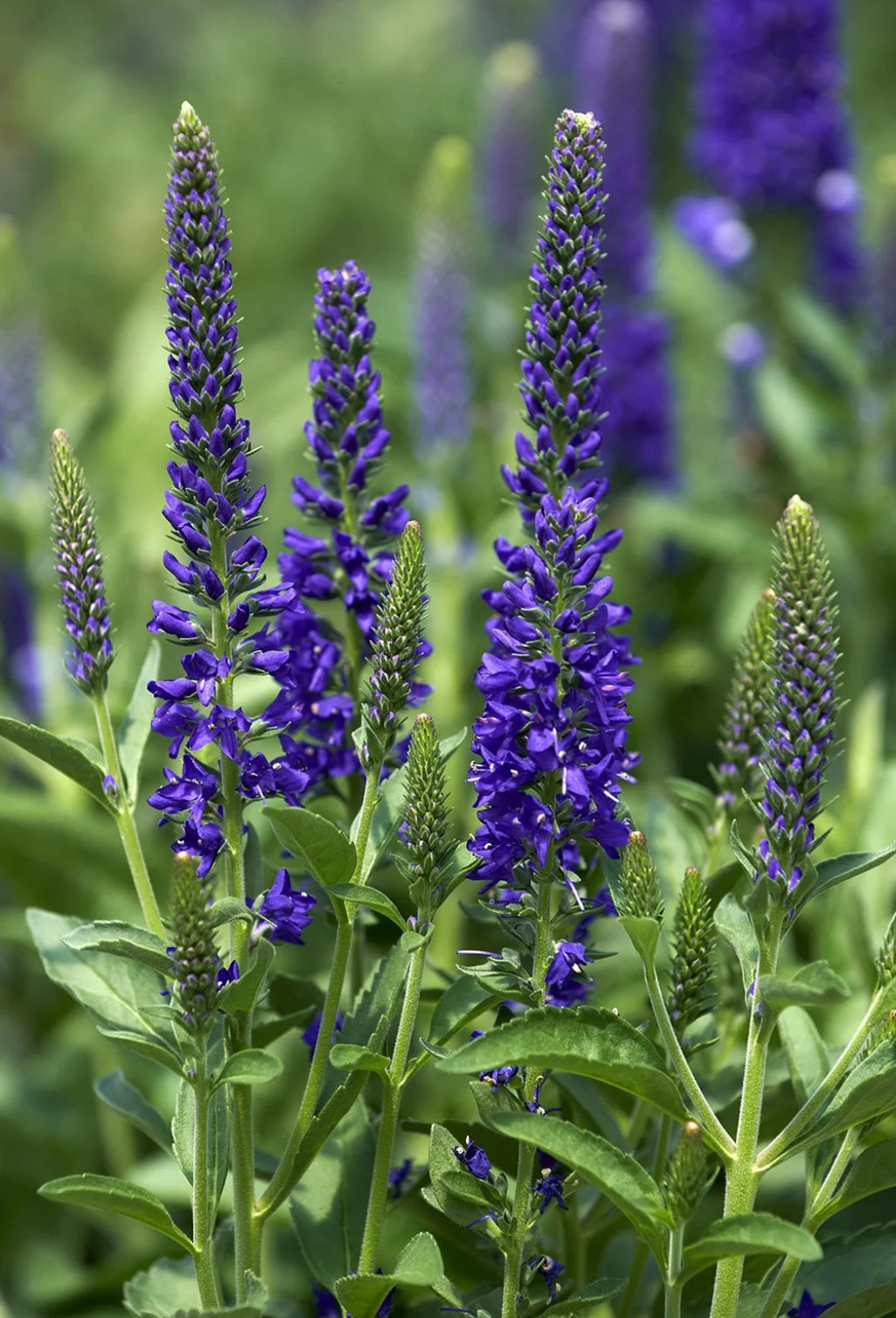 Veronica l. ‘Vernique Dark Blue’ image 0