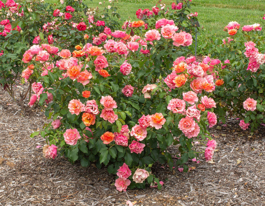 Tequila Supreme image 1