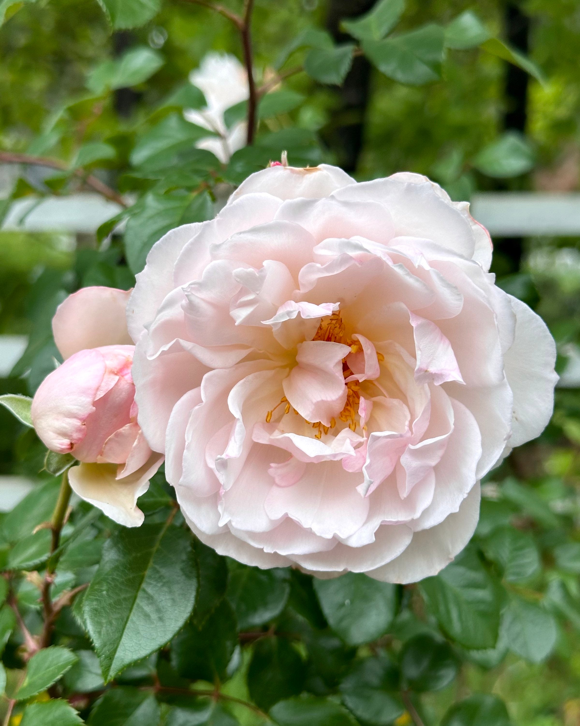 AUSdrawn – One Love Rose and Gardens