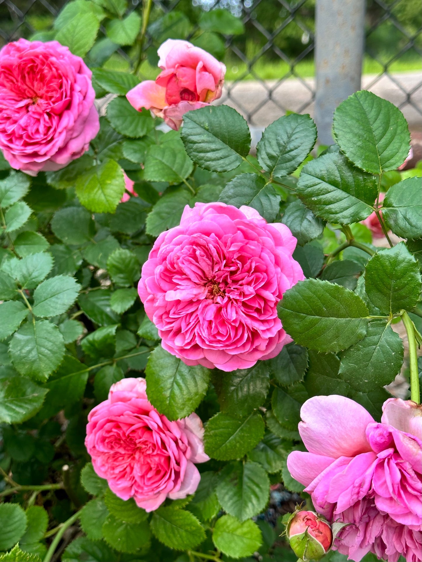 Princess Alexandra of Kent image 2