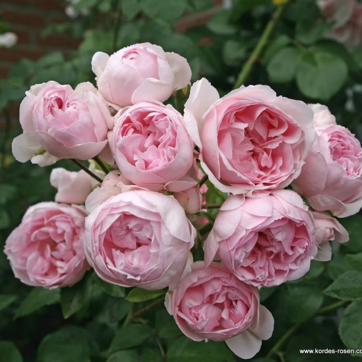 Cinderella Fairy Tale image 1