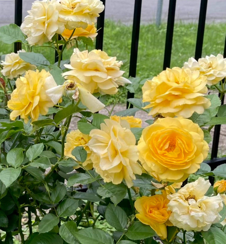 Julia Child 24” Tree Rose