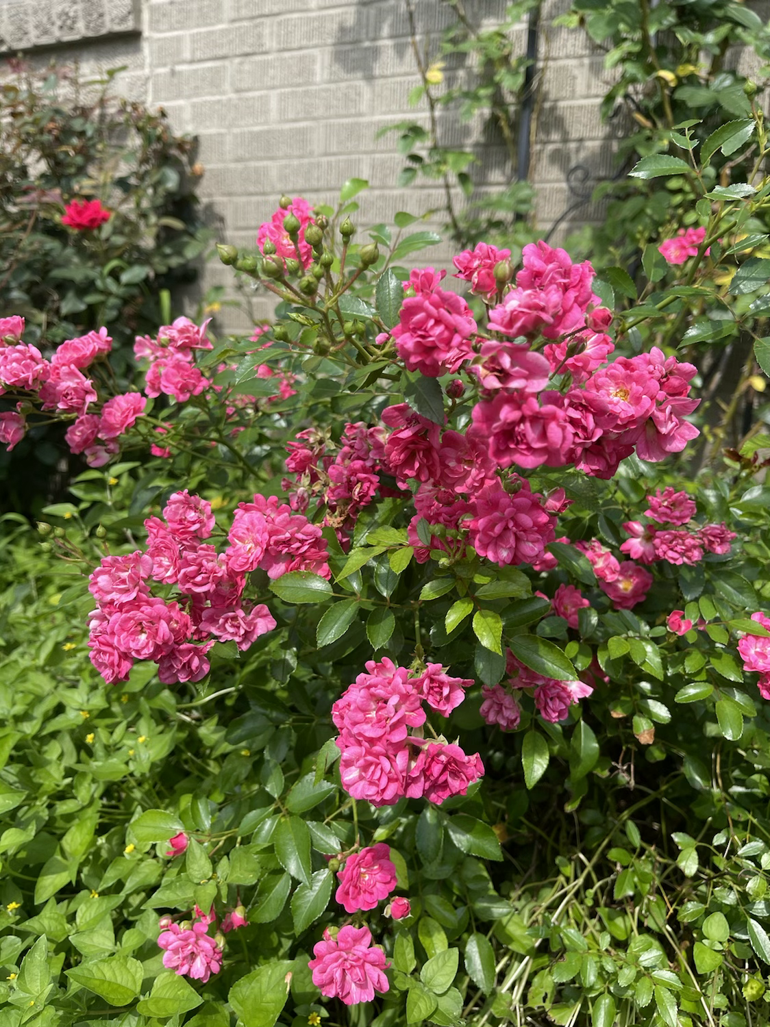 Lovely Fairy image 1