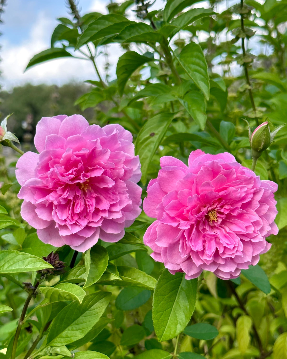 Help Me Find Roses AUShouse – One Love Rose and Gardens