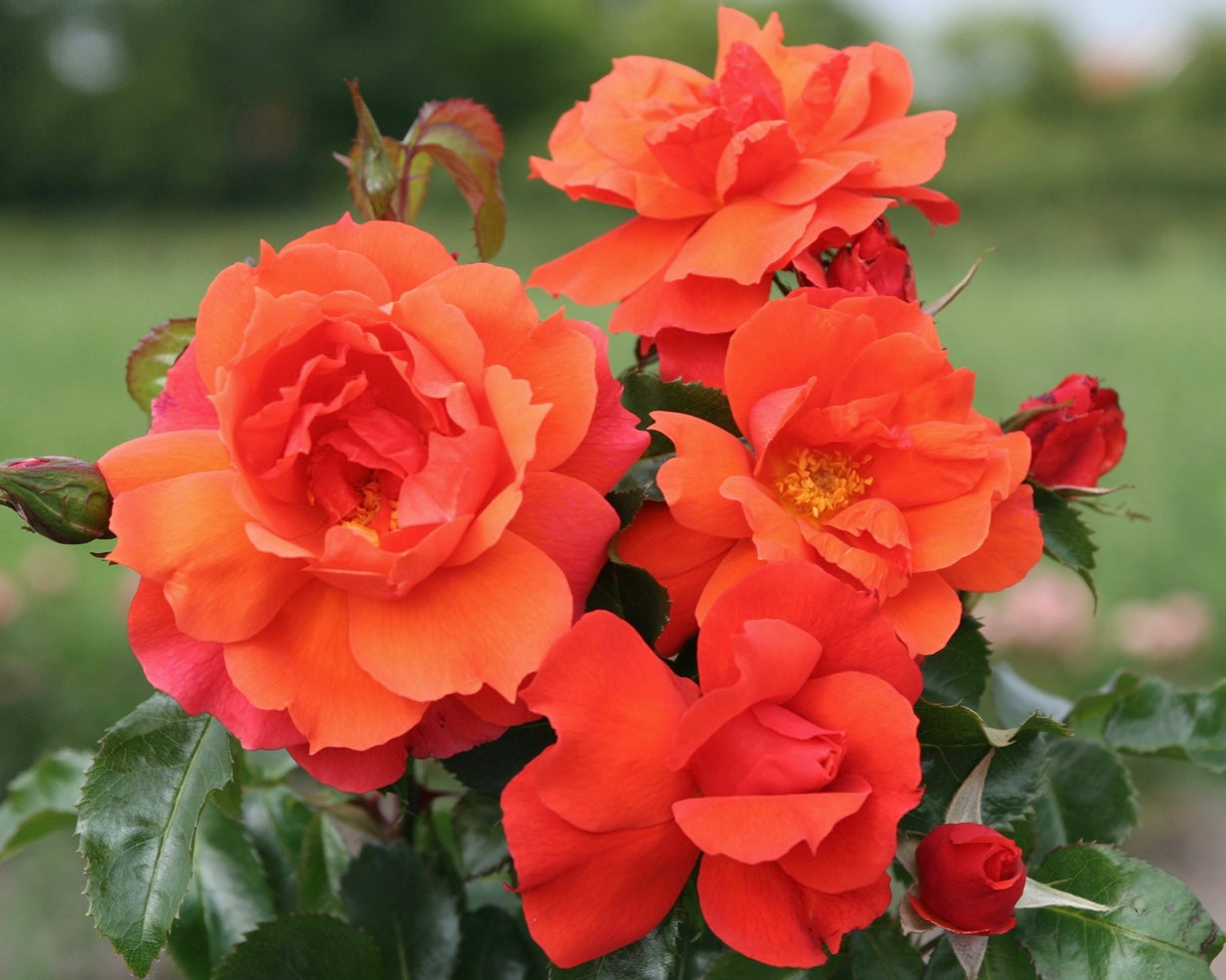 Sierra Lady™ image 0