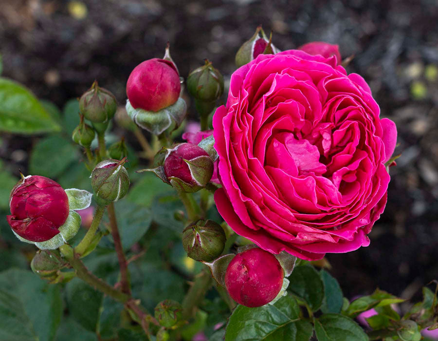 PowerPuff Pink image 0