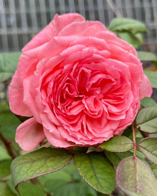 Comtesse de Provence (MEIbacus) image 0