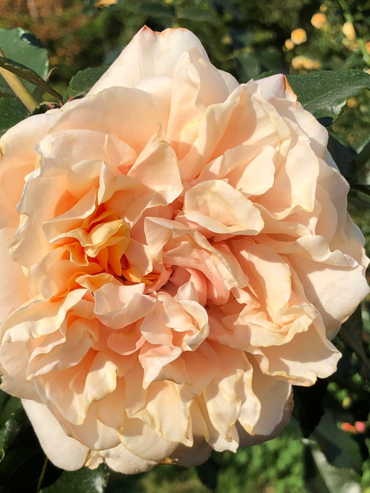 Caramel Kiss image 1