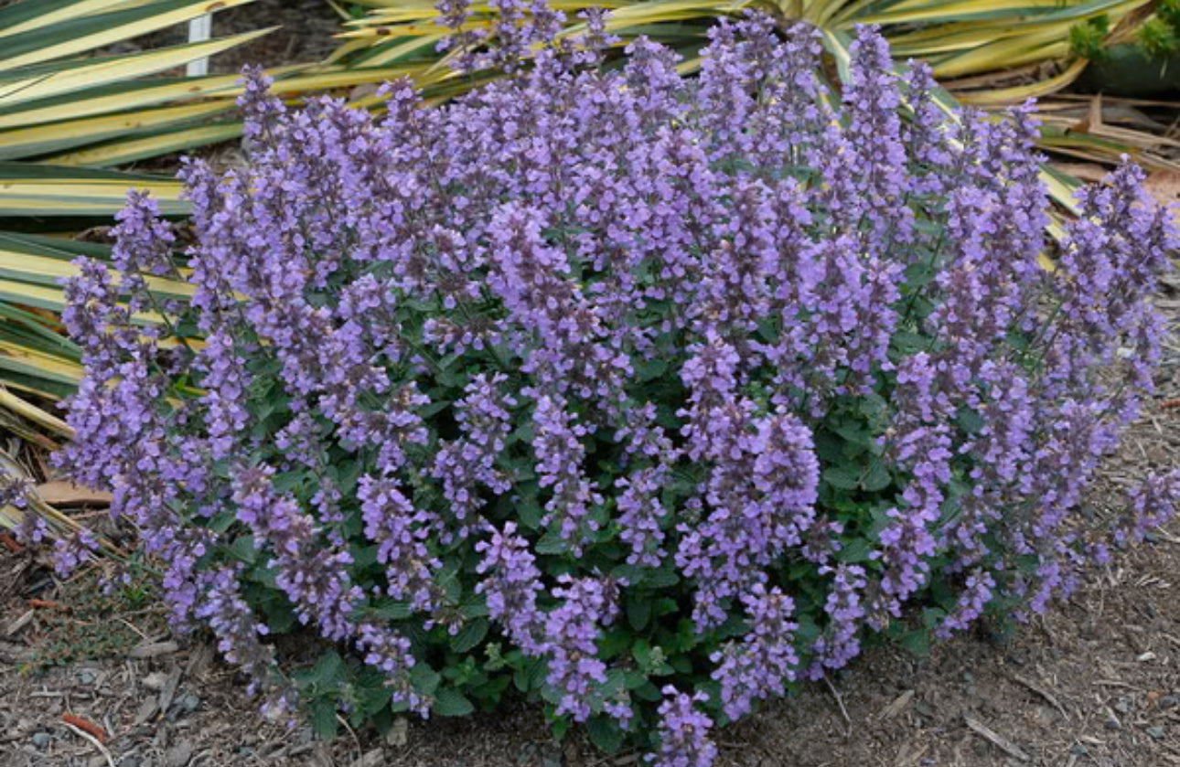 Nepeta ‘Cat’s Pajamas’ Proven Winners image 0