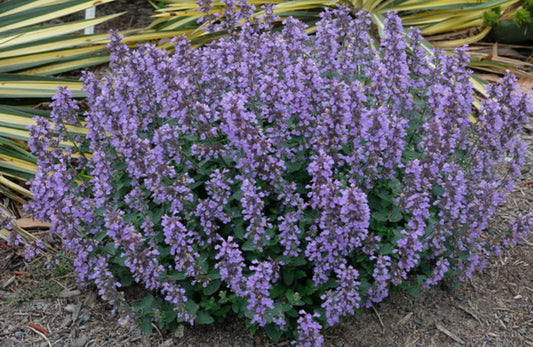 Nepeta ‘Cat’s Pajamas’ Proven Winners image 0