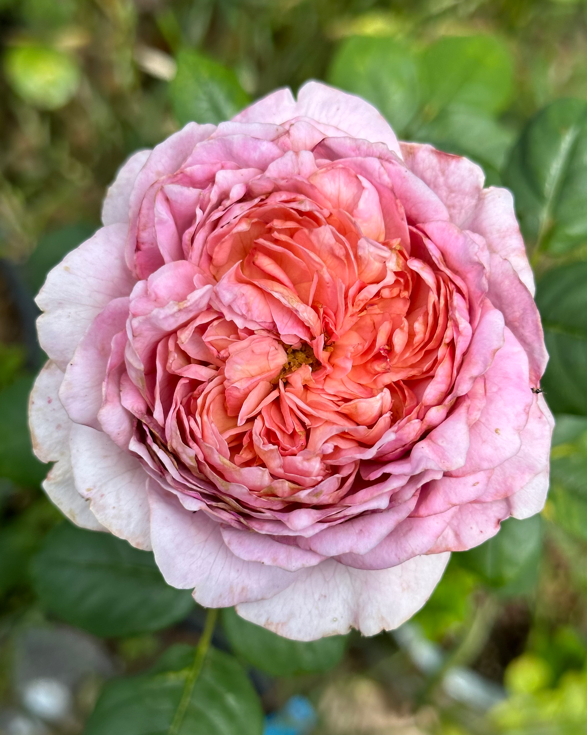 Kingfisher (TAN081040) image 1