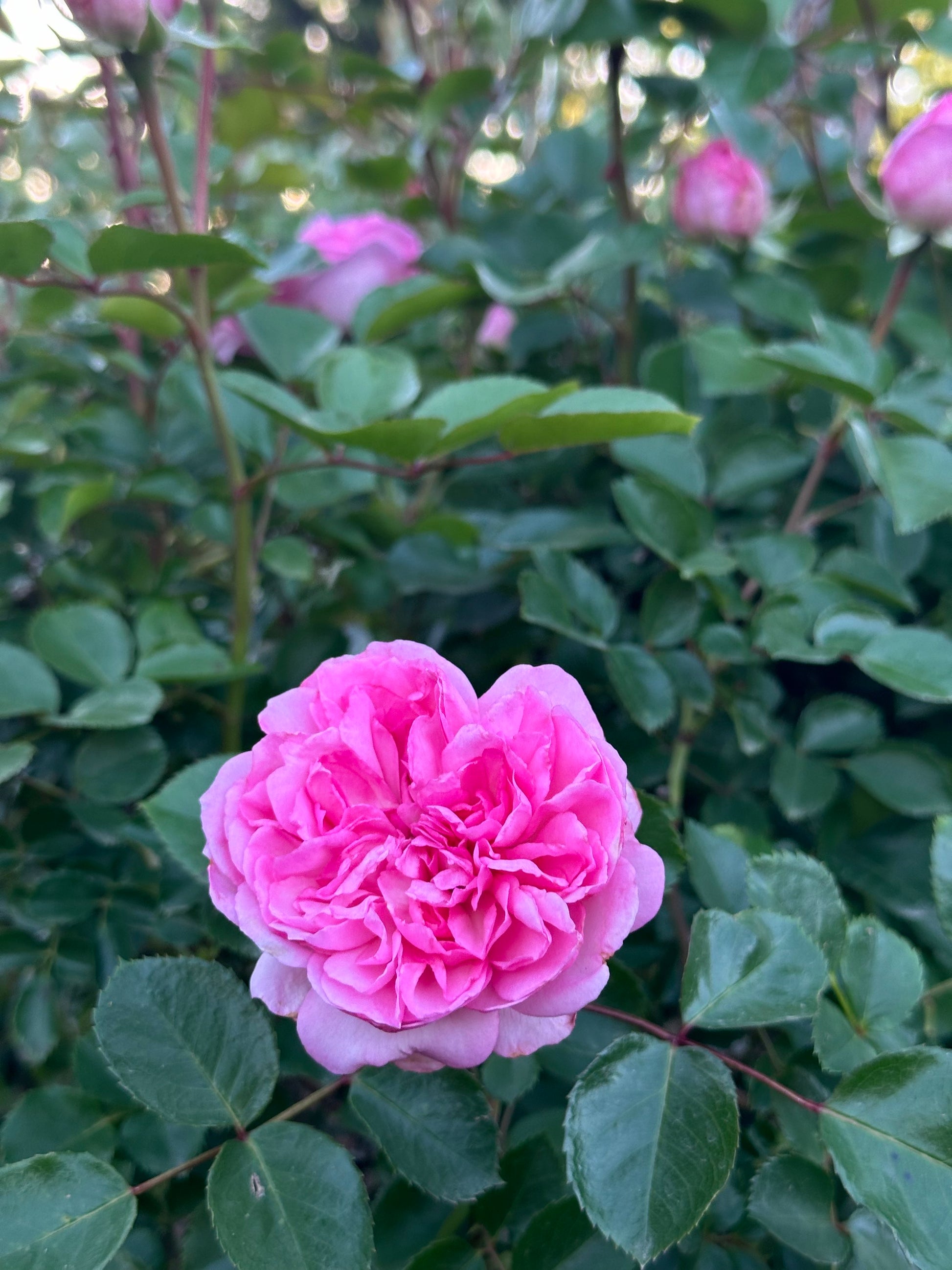 Coppelia (SAUban) image 7