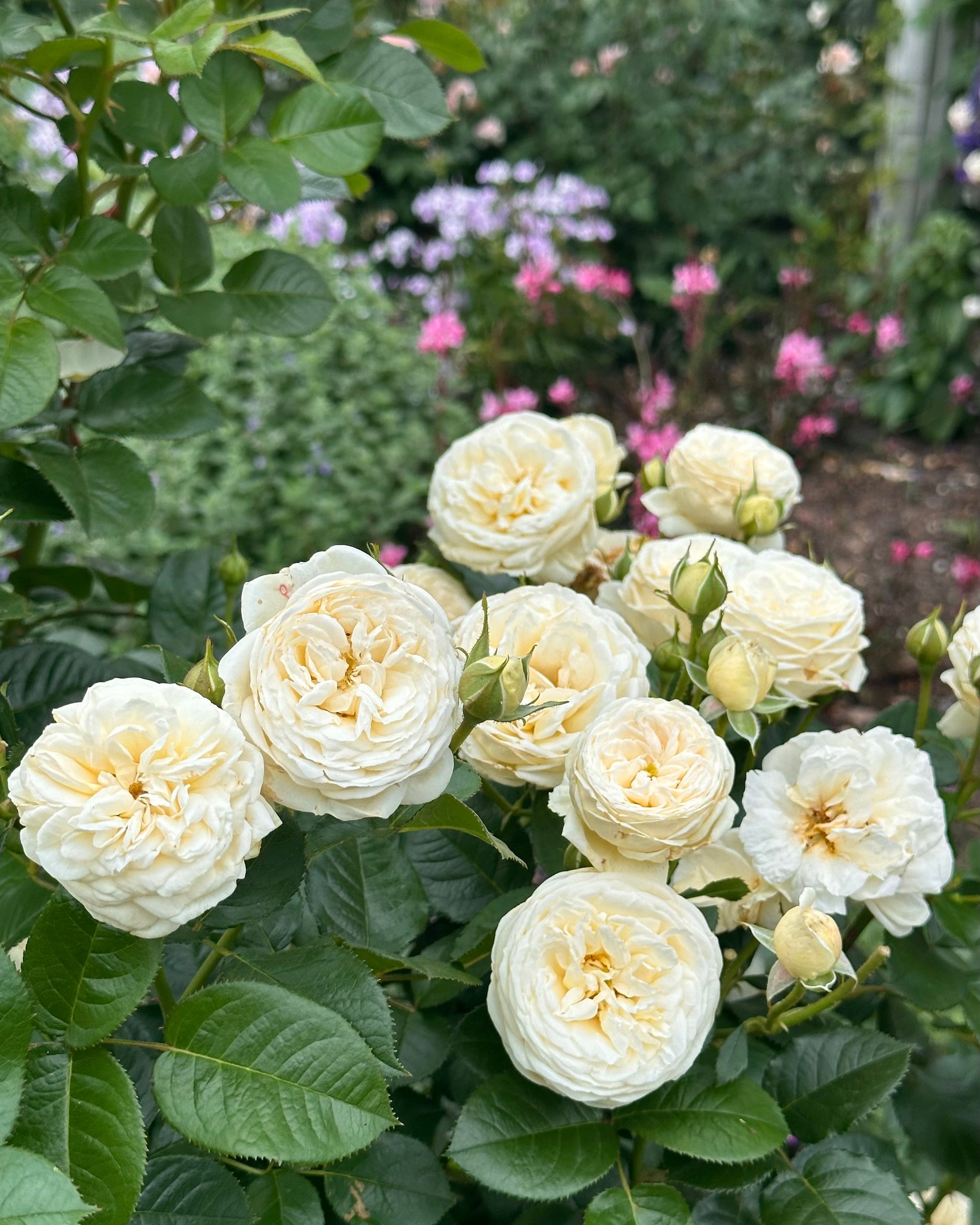 Sweet Child of Mine (TANsimetra) image 0