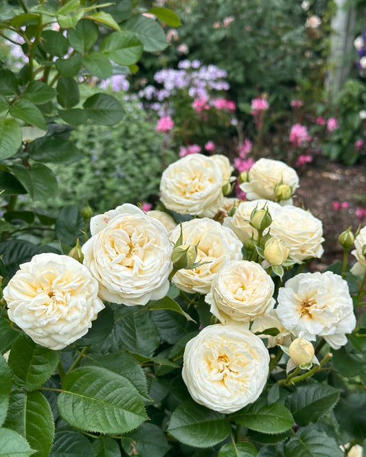 Sweet Child of Mine (TANsimetra) image 0