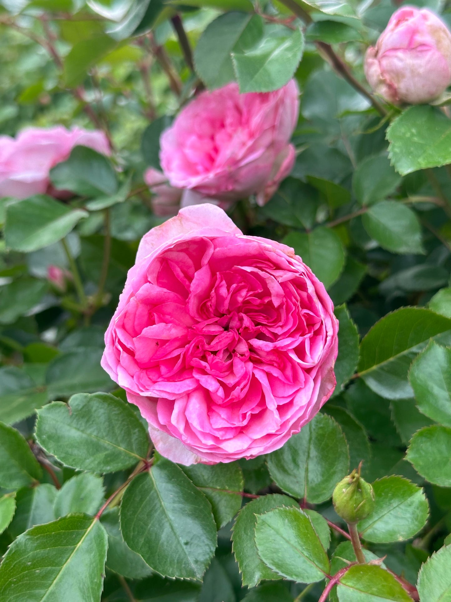 Coppelia (SAUban) image 6