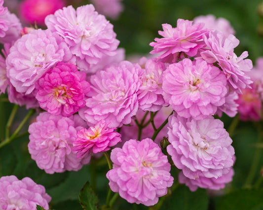 Pretty Polly Lavender image 0