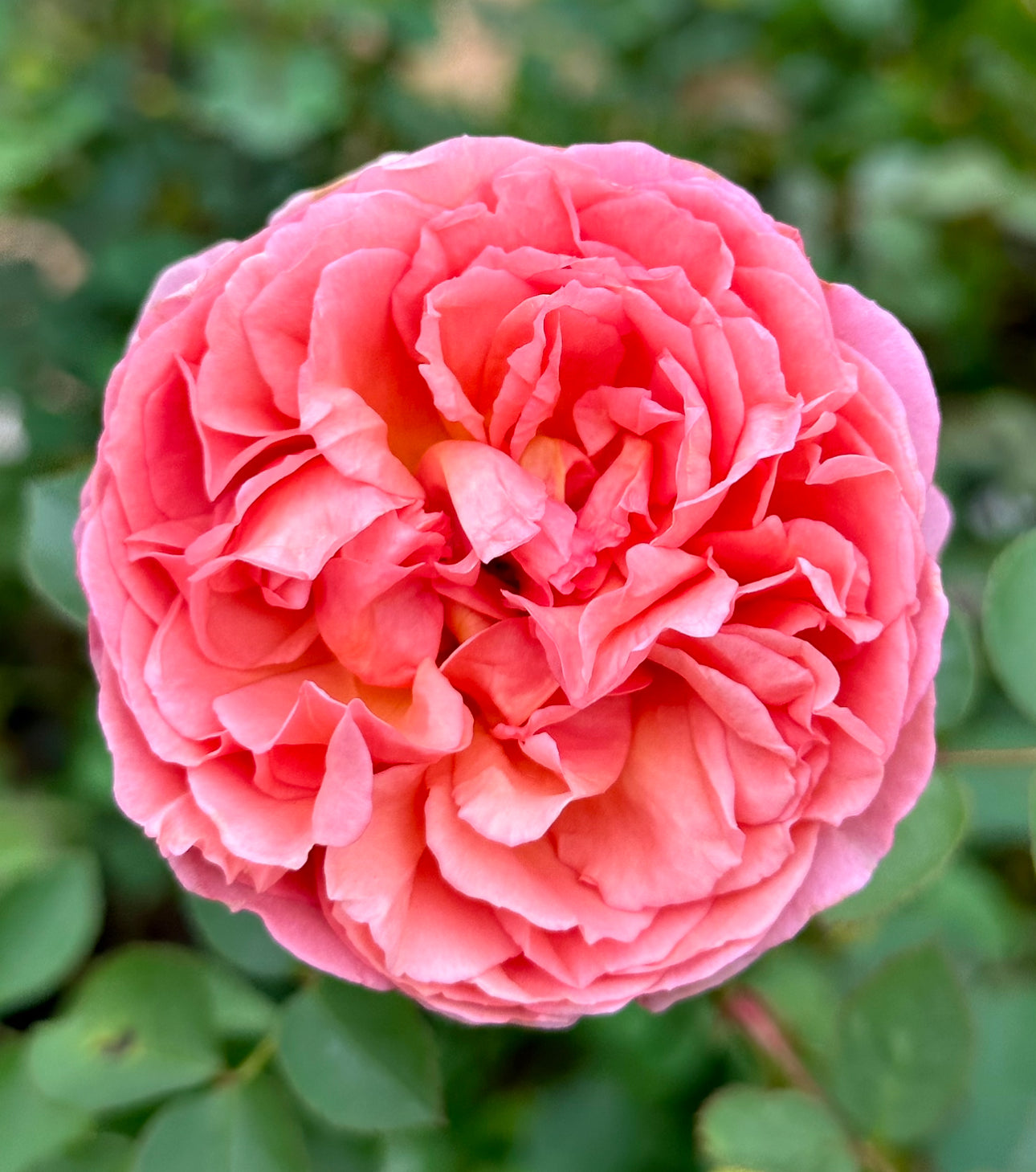 Prairieville Prince image 1