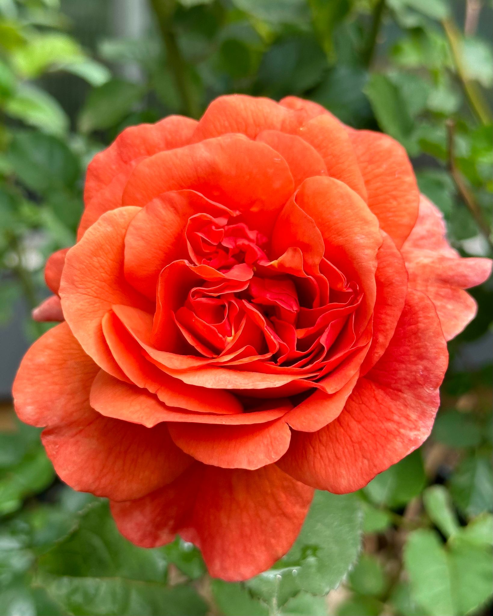 Foxy Lady – One Love Rose and Gardens