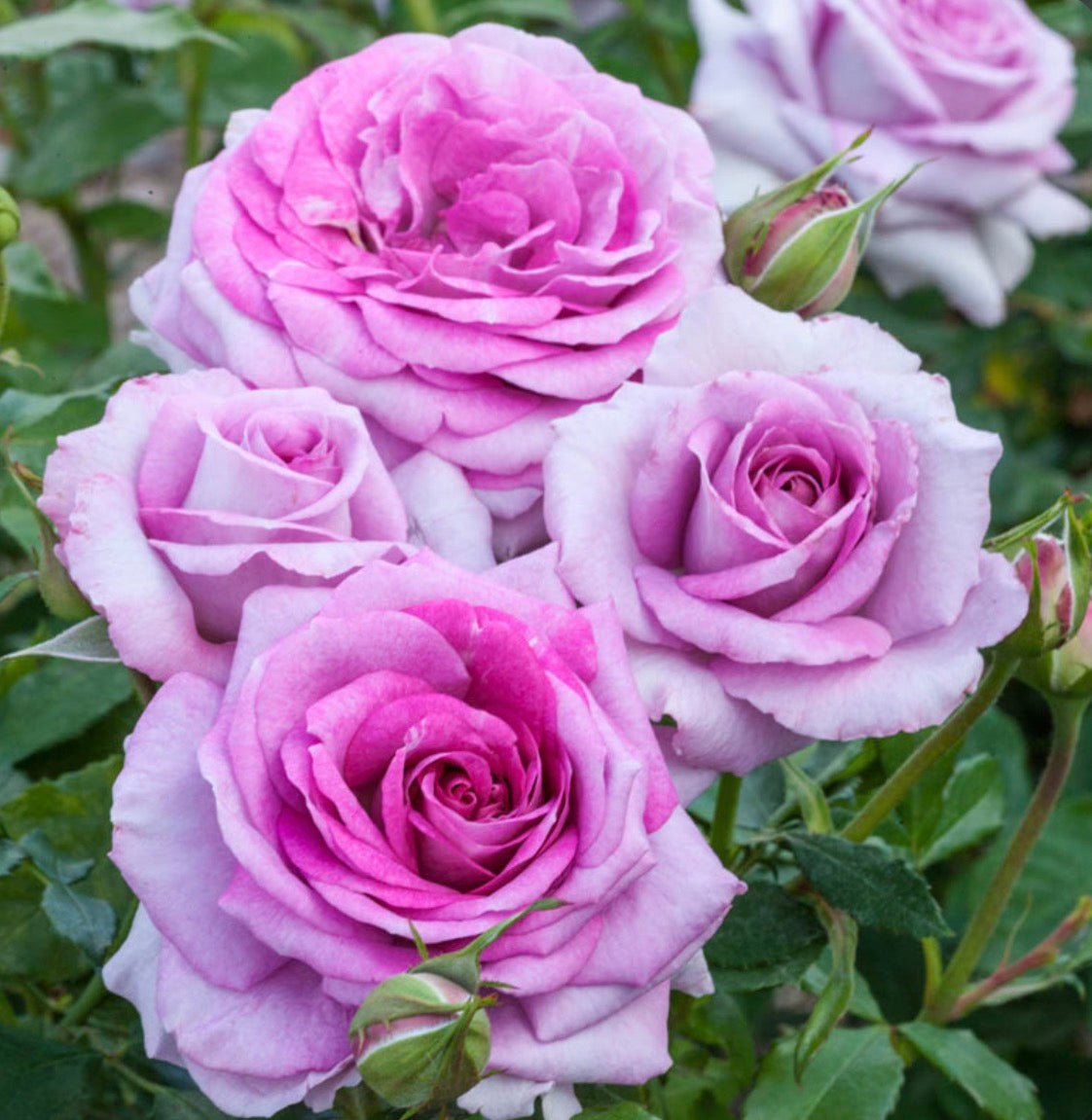 Violet's Pride image 0