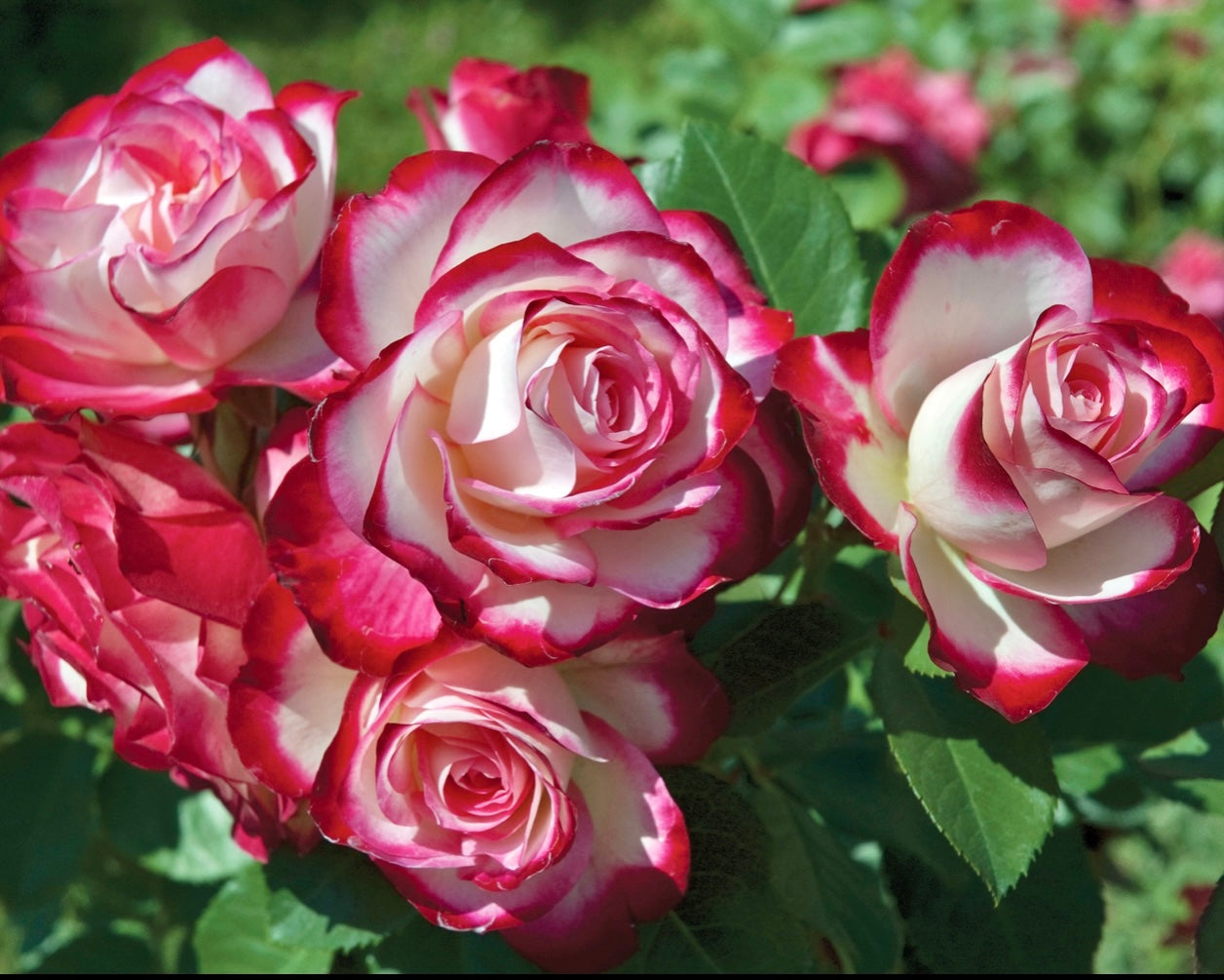 Cherry Parfait image 0