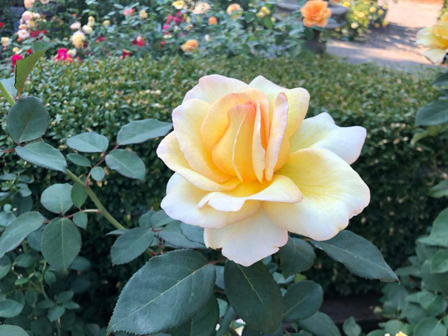 Heavenly Splendor image 5