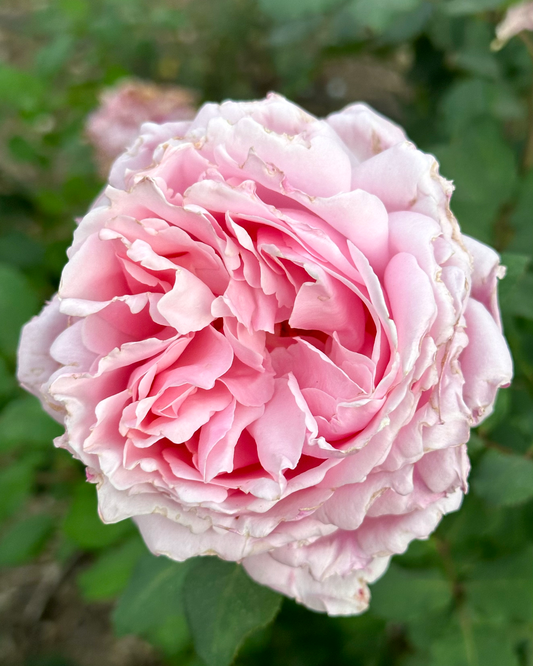 High Fashion (DELroch) image 0