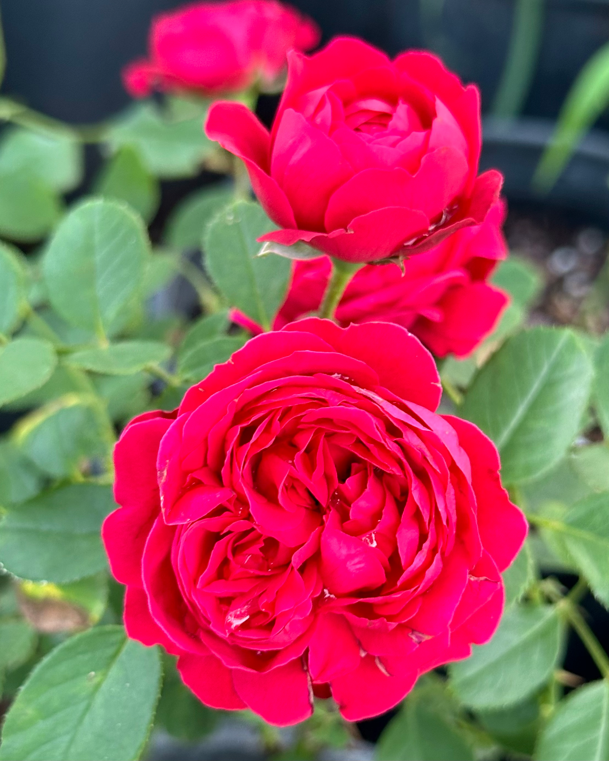 Ruby Slippers image 3