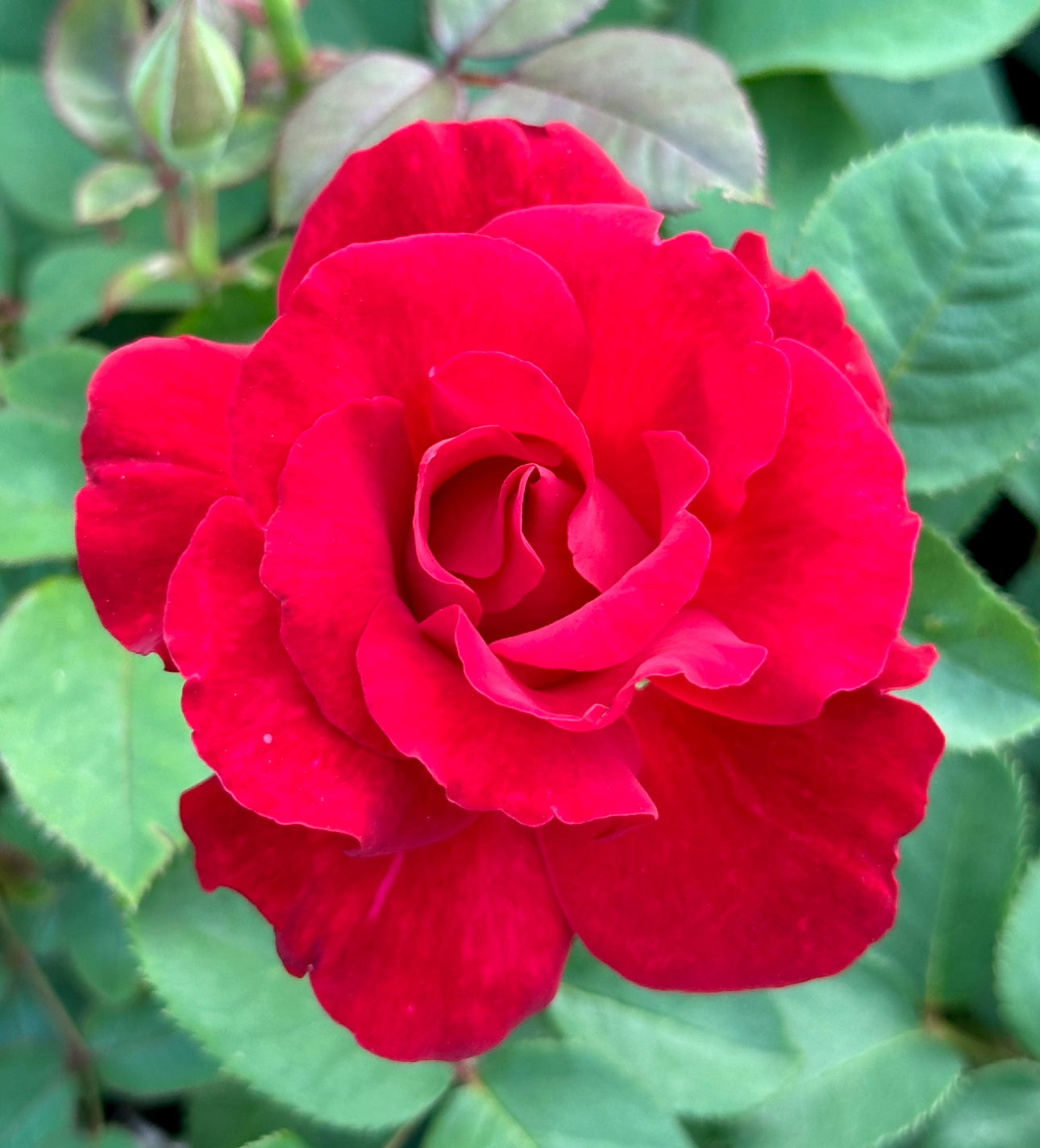 Canadian Glory – One Love Rose and Gardens