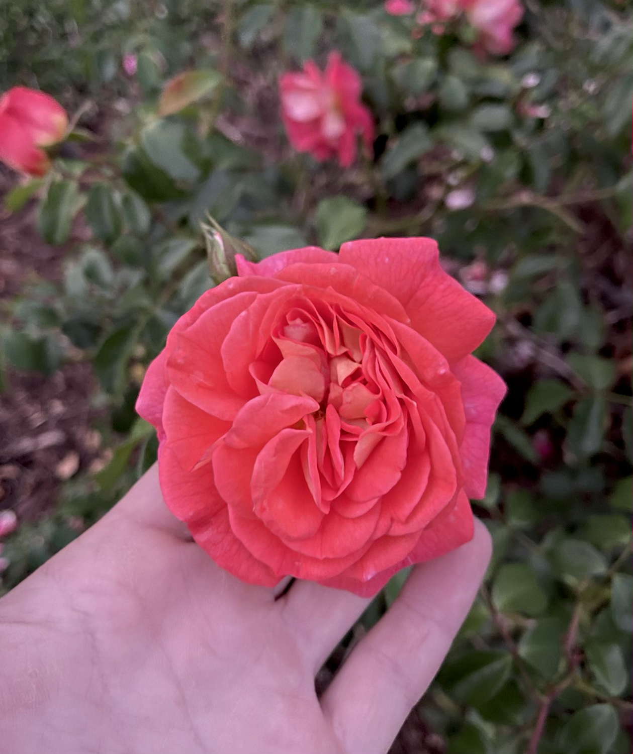 Eternal Flame (KORassenet) image 0