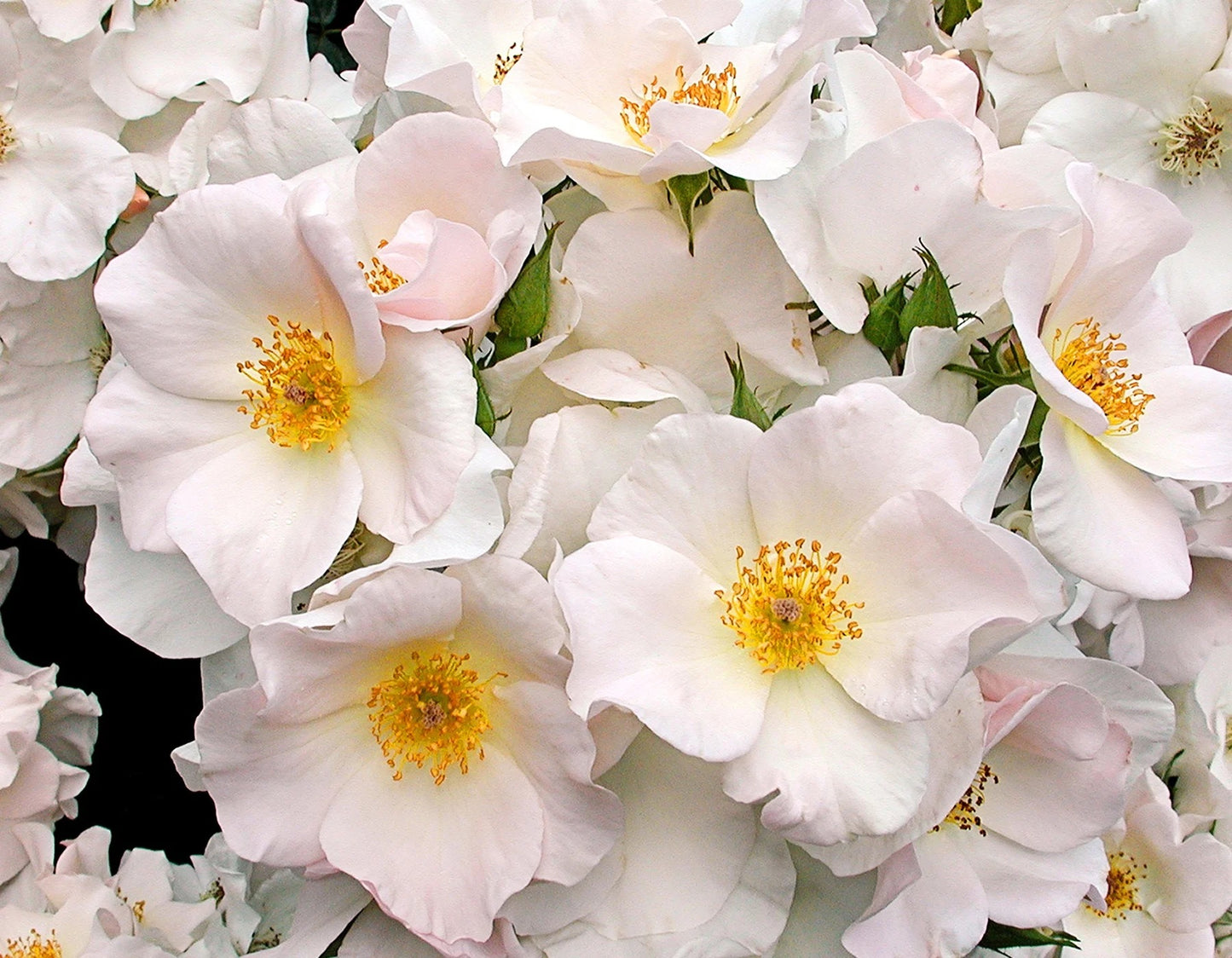 Sally Holmes image 0